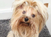 Adorable Yorkshire Terrier Puppies