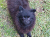 Beautiful house trained puppy 5 months old ready 9 June
