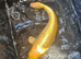 Koi fish