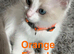 5 Pure Ragdoll Kittens available for sale