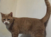 Rare ginger female 2 years old