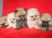 Pomeranian puppies for sale KCreg