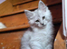 Pedigree TICA Registered Maine Coon Kittens