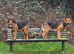 German Shepherds