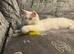 Male Polydactyl Mainecoon
