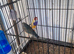 Guioldian finches