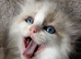 Ragdoll kittens