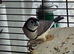 Owl finch and Canary both male