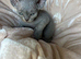 Devon Rex kittens