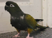 Female Patagonian parrot