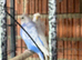 Breeding Helicopter budgies