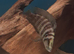 Tanganyikan cichlids