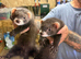 Eh hob ferrets