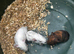9 guinea pig babies - if this ad is still up I will still have Guinea pigs available.