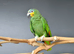 Orange Winged Amazon,22