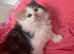 Long Haired Maine Coon /Ragdoll x Girl