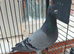 Pigeon and Dove Paired females