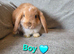 Mini lop 3 girls 4 boys left