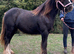 Beck 15 month old cob filly