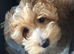F1 Maltipoo puppies DNA tested Clear