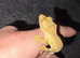 Yellow flame Dalmatian crested gecko baby