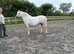 7yr old Welsh section A mare