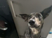 LURCHER CROSS