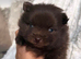 CHAMPION PEDIGREE KC POMERANIAN PUPPIES