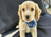 READY NOW KC Reg health tested working cocker spaniels