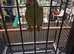Red Lored Amazonian