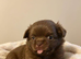 Chihuahua kc