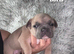 Beautiful French Bulldog Puppies