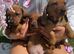 4 little dark red dachshund pups ready too leave
