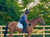 Genuine young unraced Tb gelding