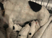 2 beautiful Jack Russell puppies for sale