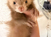 Full angora cinimon Jill