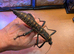 Stick Insects - Eurycantha horrida & Necroscia annulipes