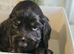 Show cocker spaniel