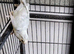 Red Eyed Kakariki