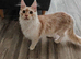 Full pedigree Maine coon