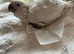 Triton cockatoo