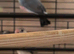 Java finch