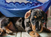 Miniature Dachshund Puppies - 1 Boy & 2 Girls - Blackpool.