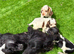 Cocker spaniel puppies