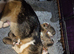 Pembrokeshire Welsh Corgi puppies