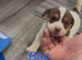 Jack Russell puppy’s