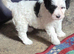 Stunning little cavapoo puppy