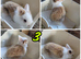 Purebred lionhead bunnies
