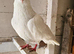 White tumbler pigeons for sale