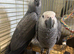 African grey baby's ready now - 3 LEFT
